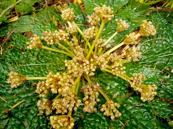 Arctopus echinatus male flowers