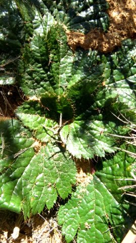 Arctopus echinatus leaves only