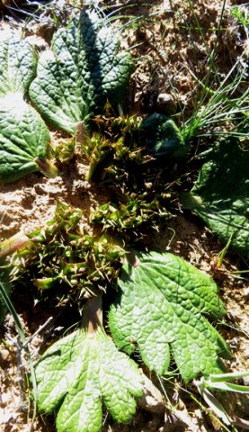 Arctopus echinatus lobed leaves