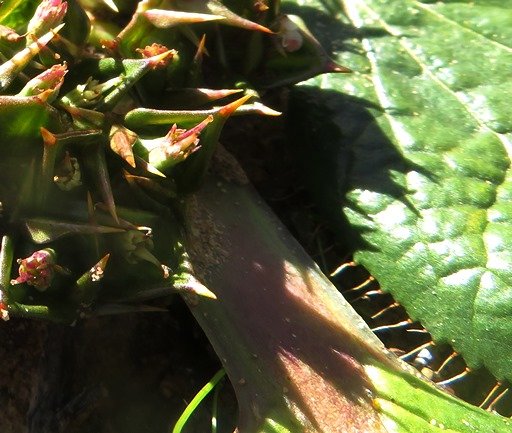 Arctopus echinatus leaf margin