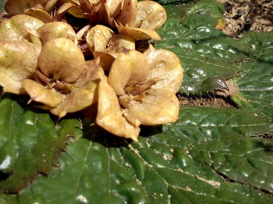 Arctopus monacanthus female plant