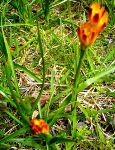 Baeometra uniflora