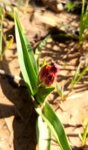 Baeometra uniflora buds