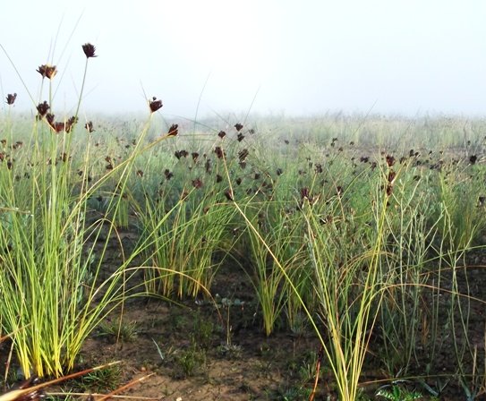 Bobartia fasciculata
