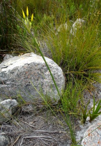Bobartia gladiata subsp. gladiata green leaves