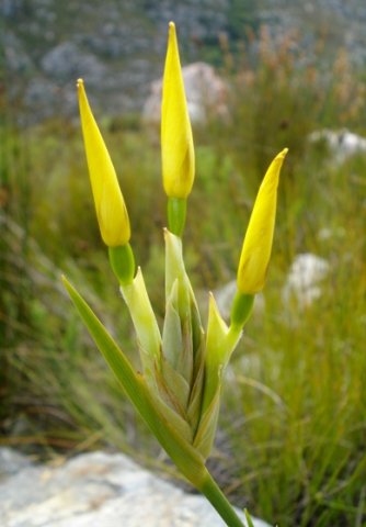 Bobartia gladiata subsp. gladiata buds