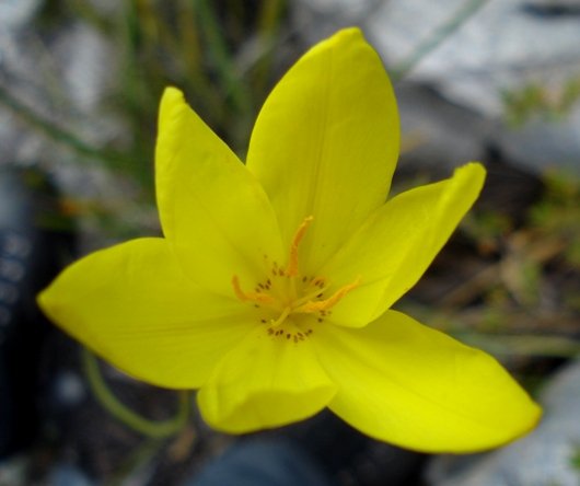 Bobartia gladiata subsp. gladiata flower
