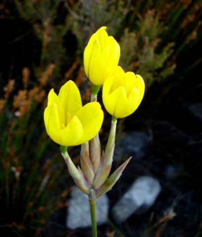 Bobartia gladiata subsp. gladiata