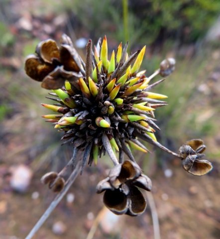 Bobartia orientalis subsp. orientalis fruiting