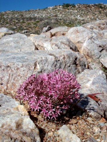 Hessea breviflora
