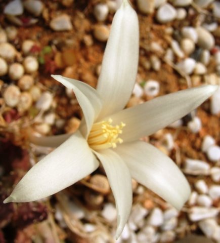 Gethyllis species near Kleinzee