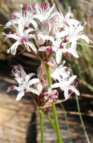 Nerine rehmannii