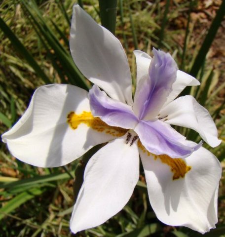 Dietes grandiflora