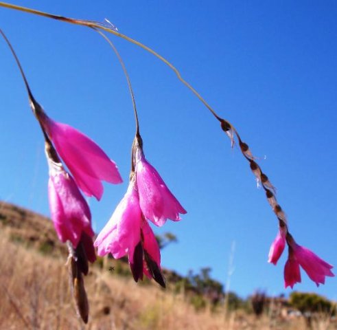 Dierama pendulum