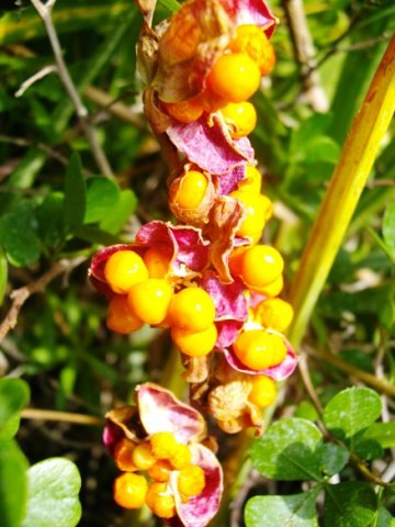 Chasmanthe aethiopica fruit display