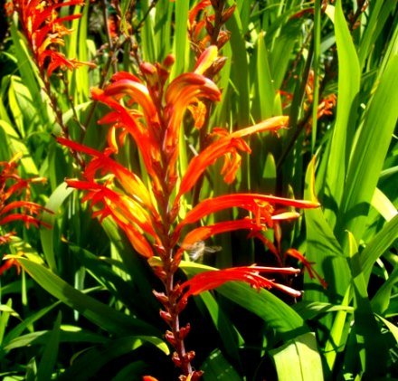 Chasmanthe floribunda