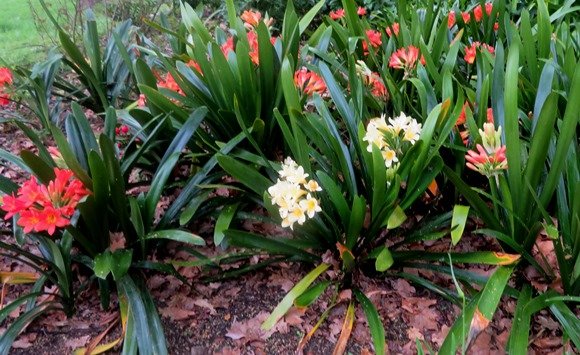 Clivia miniata