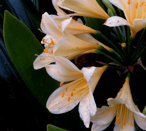 Clivia miniata var. citrina 