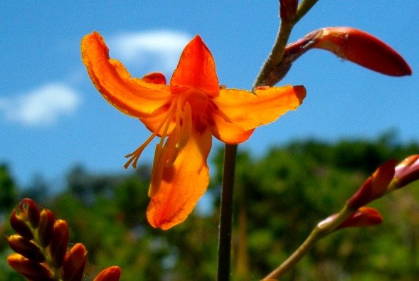 Crocosmia aurea style branches