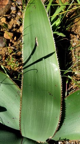 Crossyne flava leaf