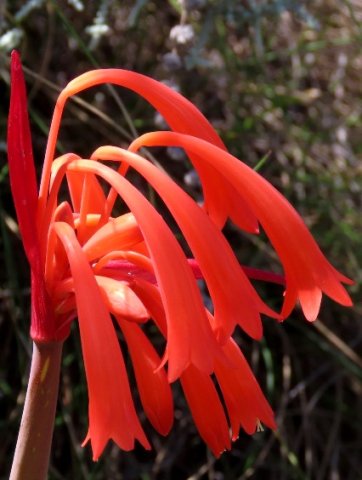 Cyrtanthus angustifolius inflorescence