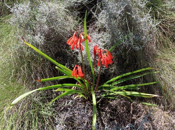Cyrtanthus angustifolius 