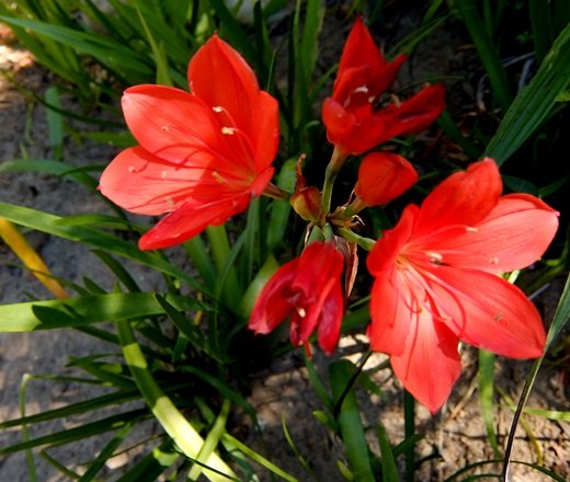 Cyrtanthus elatus