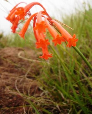 Cyrtanthus epiphyticus flowers