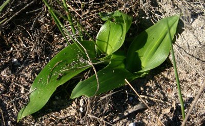 Daubenya zeyheri leaves