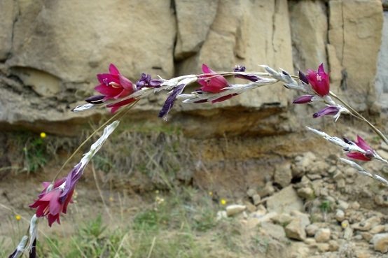 Dierama reynoldsii