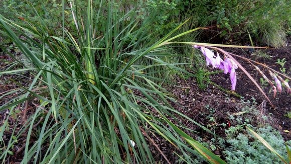 Dierama pendulum tussock