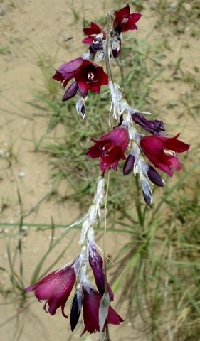 Dierama reynoldsii flowers