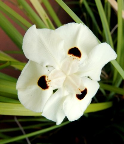 Dietes bicolor flower