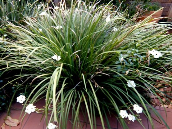 Dietes bicolor