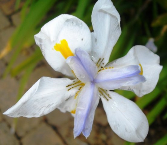 Dietes grandiflora