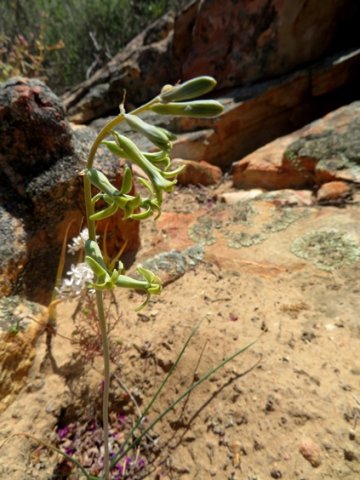 Dipcadi brevifolium