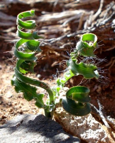 Dipcadi crispum