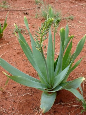 Dipcadi glaucum