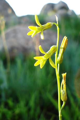 Dipcadi marlothii flower