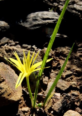 Empodium flexile leaves and fruit