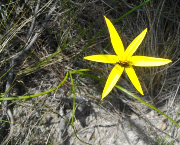 Empodium plicatum