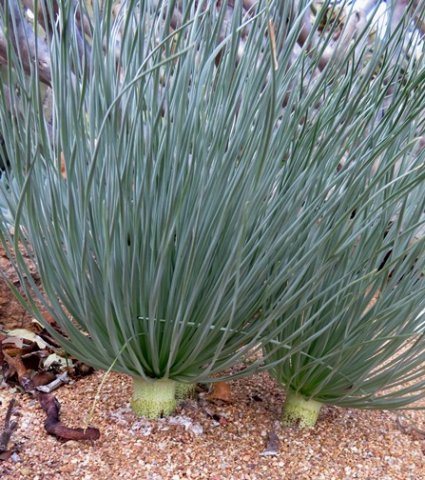Gethyllis leaves