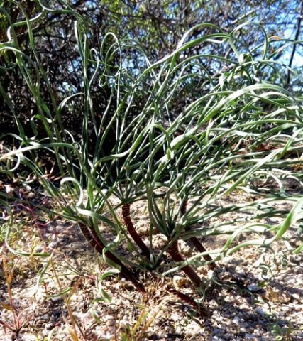Gethyllis ballerinas!