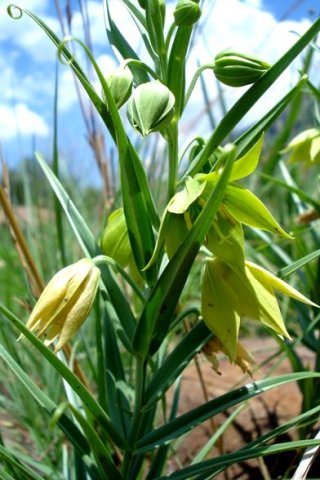 Gloriosa rigidifolia inflorescence