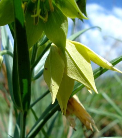 Gloriosa rigidifolia flower profile