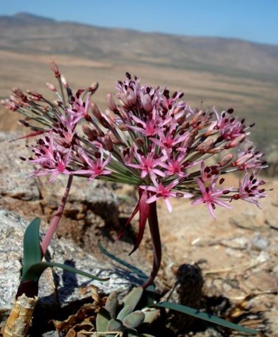 Hessea breviflora leaves and peduncle