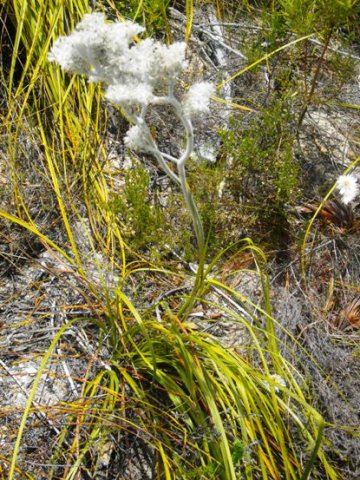 Lanaria lanata