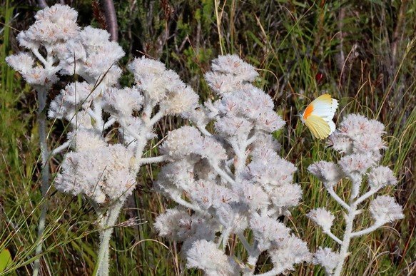 Lanaria lanata branched panicles