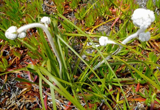 Lanaria lanata young plant, new flowering