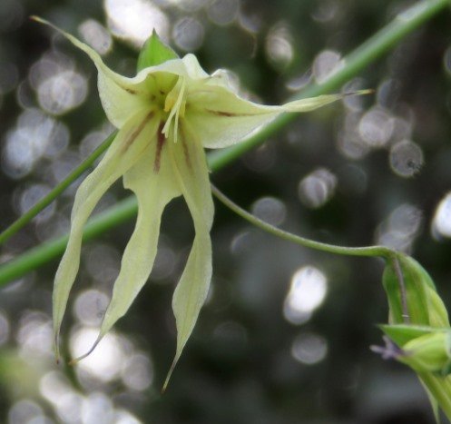 Melasphaerula graminea flying floral dragon